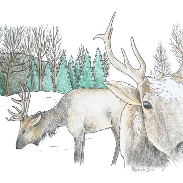 Sketch of canadian reindeer foraging for food in the snow